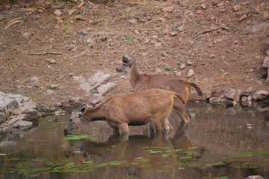 Waterside Refakatçileri. Bir Sambar geyiği çifti, bir su birikintisinde soluklanıyor, yoldaşlıklarını ve günlük yaşamlarındaki bu doğal vahaların önemini sergiliyor..