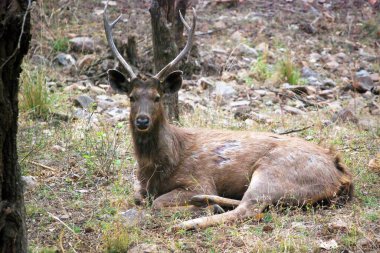Sambar geyiğinin büyüleyici görüntüsü ağaçların gölgesinde huzur içinde dinleniyor. Bu zarif yaratığın güzelliğini ve benzersizliğini vurgulayan duygulu gözler.. 