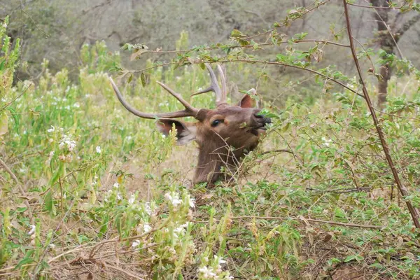 Büyük bir Hint Sambar geyiği uzun bir çalıdaki yaprakları yemek için uzanır. Güzel boynuzlar onu dikenlerden korur..