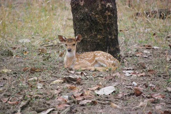 Bambi 'nin küçük mucize noktaları. Benekli bir geyik yavrusu, sevimli beyaz benekleriyle süslenmiş, yumuşak orman ışığında saf masumiyetin özünü yakalıyor..