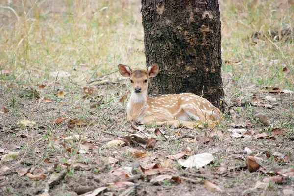 Bambi 'nin küçük mucize noktaları. Benekli bir geyik yavrusu, sevimli beyaz benekleriyle süslenmiş, yumuşak orman ışığında saf masumiyetin özünü yakalıyor..