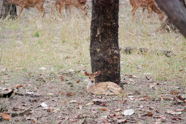 Bambi 'nin küçük mucize noktaları. Benekli bir geyik yavrusu, sevimli beyaz benekleriyle süslenmiş, yumuşak orman ışığında saf masumiyetin özünü yakalıyor..