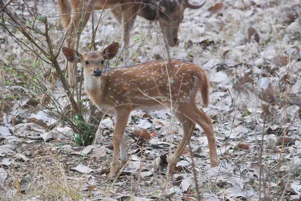 Bambi 'nin küçük mucize noktaları. Benekli bir geyik yavrusu, sevimli beyaz benekleriyle süslenmiş, yumuşak orman ışığında saf masumiyetin özünü yakalıyor..