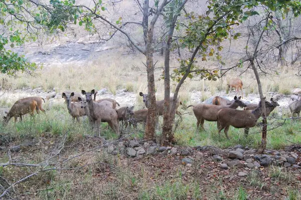 Sambar geyiği toplantısı. Sambar geyikleri sosyal hayvanlardır ve çobanlık onlara yırtıcılara karşı korunma ve yiyecek kaynakları hakkında bilgi paylaşma olanağı sağlar..
