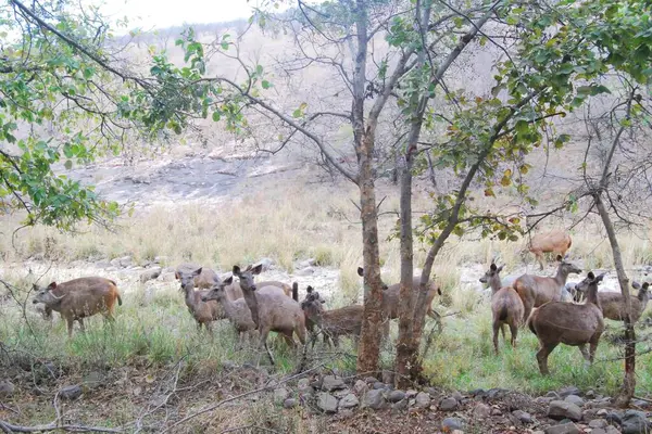 Sambar geyiği toplantısı. Sambar geyikleri sosyal hayvanlardır ve çobanlık onlara yırtıcılara karşı korunma ve yiyecek kaynakları hakkında bilgi paylaşma olanağı sağlar..