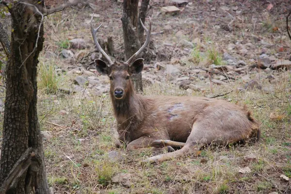 Sambar geyiğinin büyüleyici görüntüsü ağaçların gölgesinde huzur içinde dinleniyor. Bu zarif yaratığın güzelliğini ve benzersizliğini vurgulayan duygulu gözler.. 
