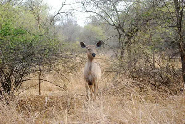 Görkemli bir Sambar geyiği doğal ortamında dimdik ayakta duruyor. Meraklı ve tetikte. Bir Sambar geyiği, iz sürerken merakla bekledi. Kahverengi ceket çevresiyle kamufle oldu. Bu güzel yaratık kendi yaşam alanıyla bir.. 