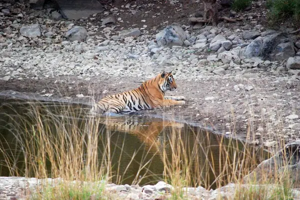 Kraliyet Yansımaları: Bir Kraliyet Bengal Kaplanı Oasis tarafından düşünülür. Kraliyet Bengal Kaplanı 'nın, ormanın egemen dünyasının zamansız zarafetini yansıtan, bir su birikintisinin dingin sularında durmakta olan iç gözlemsel bakışı..