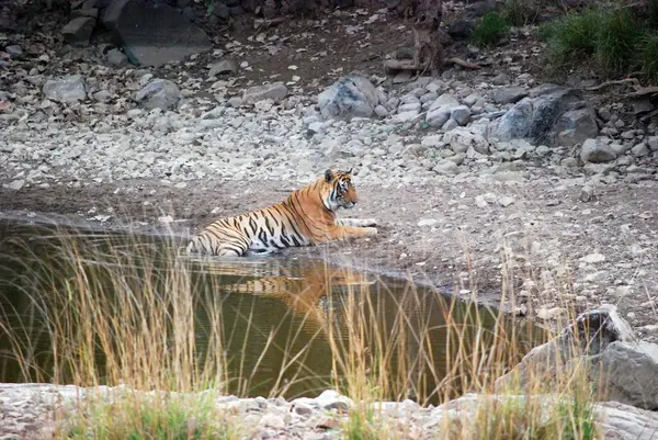 Kraliyet Yansımaları: Bir Kraliyet Bengal Kaplanı Oasis tarafından düşünülür. Kraliyet Bengal Kaplanı 'nın, ormanın egemen dünyasının zamansız zarafetini yansıtan, bir su birikintisinin dingin sularında durmakta olan iç gözlemsel bakışı..