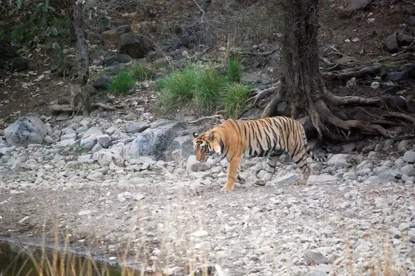 Monarch 's Stroll: Bengal Kraliyet Kaplanı Oasis' e yaklaşıyor. Bir Kraliyet Bengal Kaplanı her adımında kraliyetin özünü somutlaştıran parıldayan bir su birikintisine doğru zarif adımlarla ilerler..