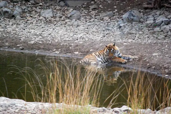 Kraliyet Yansımaları: Bir Kraliyet Bengal Kaplanı Oasis tarafından düşünülür. Kraliyet Bengal Kaplanı 'nın, ormanın egemen dünyasının zamansız zarafetini yansıtan, bir su birikintisinin dingin sularında durmakta olan iç gözlemsel bakışı..