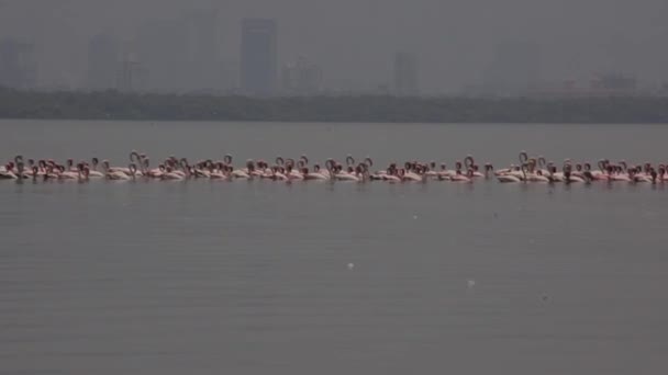 Ruhige Gewässer Die Heitere Welt Der Schwimmenden Flamingos Erleben Sie — Stockvideo