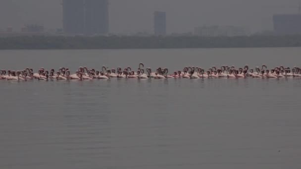Calm Waters Serene World Floating Flamingos Experience Soothing Grace Flamboyance — Stock Video
