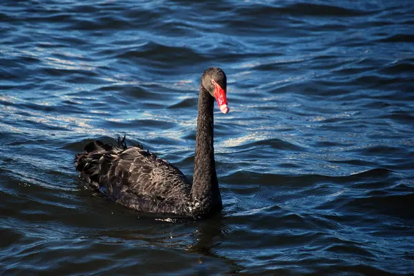 Gökyüzü Kulesi ve Helikopter Auckland 'da, Yeni Zelanda Açıklaması: Aucklands ikonik Gökyüzü Kulesi' nin yakınlarda uçan bir helikopterle dramatik bir yakın çekimi. Bu kentsel ufuk çizgisi anı statik mimari ve dinamik havacılık arasındaki zıtlığı yakalar. 
