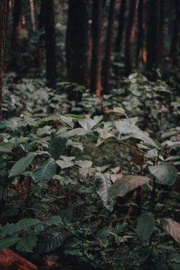 Sentul Bogor Şelaleleri ve Orman Yolları 'nı keşfedin. Gunung Pancar 'da Arkadaşlarla Yürüyüş Macerası. Çarpıcı Fotoğrafçılık - Muhteşem Endonezya