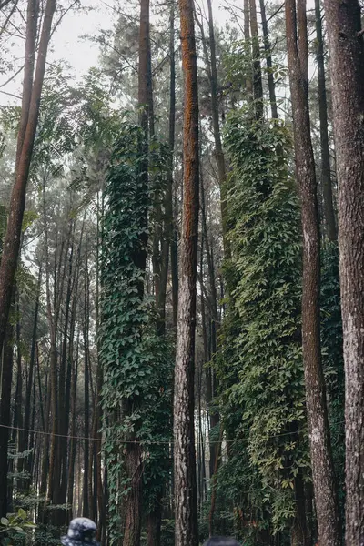 Sentul Bogor Şelaleleri ve Orman Yolları 'nı keşfedin. Gunung Pancar 'da Arkadaşlarla Yürüyüş Macerası. Çarpıcı Fotoğrafçılık - Muhteşem Endonezya
