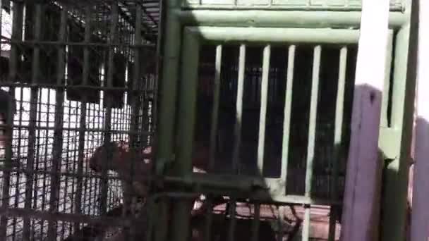 Ein Blick Die Tierwelt Gelassene Löwin Käfig Bietet Ruhe Und — Stockvideo