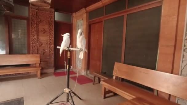 Indendørs Avian Ledsagere Par Hvide Cockatoos Residence Engagerende Med Linserne – Stock-video