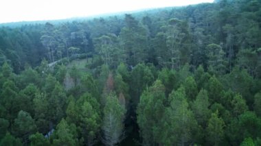 Tangkal Pinus Jayagiri 'deki Hava Aracı görüntüleri. Lembang, Bandung' daki yeşil bir çam ormanının ortasında kamp alanı. Özel Glamping ve Piknik. 