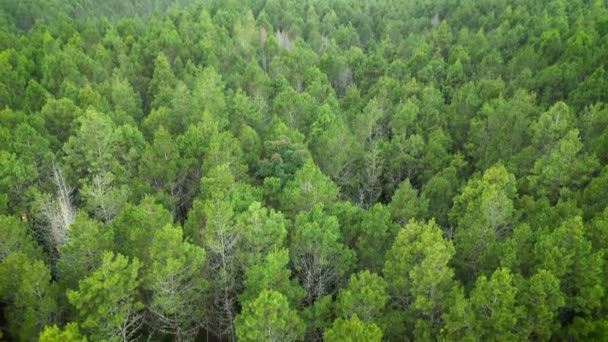 Aerial Drone Filmación Tangkal Pinus Jayagiri Camping Ground Medio Verde — Vídeos de Stock
