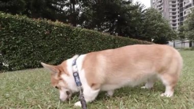 Park Çimeni Macerası, Corgi Köpeği Olay Yeri İnceleme 'de Öğleden Sonra Yürüyüşü