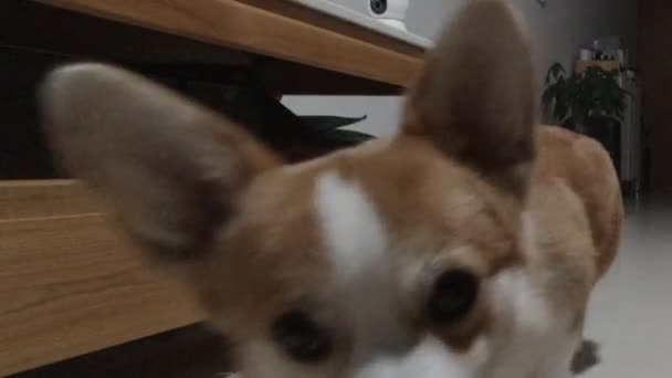 Schattig Canine Moment Corgi Dog Geeft Camera Boop Binnenshuis — Stockvideo
