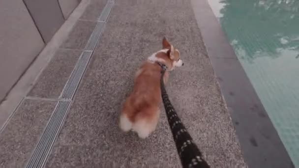 Απογευματινή Βόλτα Corgi Dog Enjoying Park Walk Όμορφο Καιρό Δίπλα — Αρχείο Βίντεο