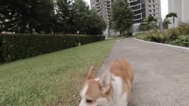 Afternoon Stroll Corgi Dog Enjoying Grass Park Walk Beautiful Weather — Stock Video
