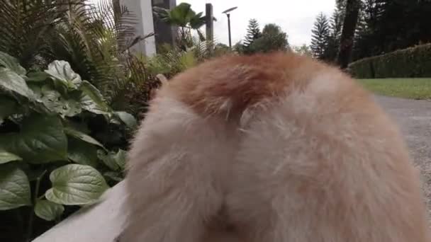 Park Grass Adventure Corgi Dog Paseo Tranquilo Por Tarde Entorno — Vídeos de Stock