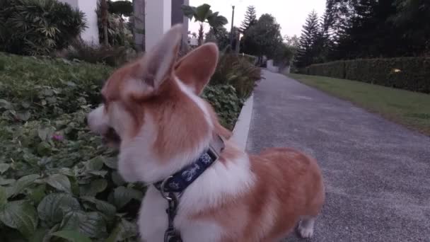 Passeio Tarde Cão Corgi Desfrutando Grama Caminhada Parque Tempo Bonito — Vídeo de Stock