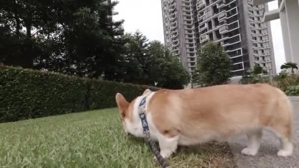 公园草地历险 科吉犬在下午悠闲自在地在风景区散步 — 图库视频影像