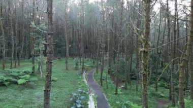 Lembang, Endonezya - 18 Mart 2024: Hava Perspektifi, Çarpıcı İnsansız Hava Aracı Görüntüsü Lembang 'taki Çam Ormanı tepe örtüsü arasında çekildi