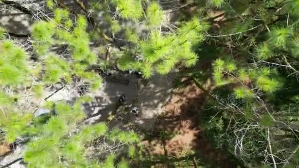 Lembang Endonezya Mart 2024 Havadan Kaçış Drone Görüntüsü Ağaçların Arasındaki — Stok video