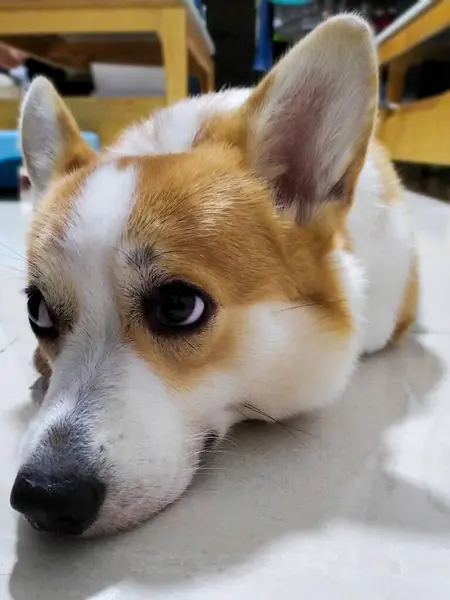 Şirin Pembroke Galler Corgi yan gözü, sevimli yüz ifadesi