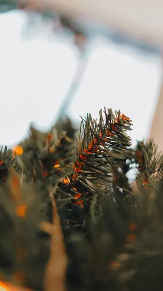 stock image Close up of Festive Green Pine Branches for Christmas Tree