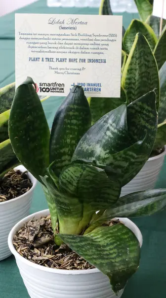 Noel etkinliğinde Sansevieria Çiçek Hediyesi ve Teşekkür Notu