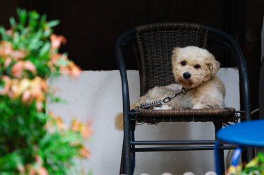 Sevimli Kaniş Köpek Sabahları Dinlenen Sandalyede Oturuyor