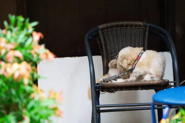 stock image Adorable Adopted Poodle Puppy Sitting on a Chair Relaxing in the Morning