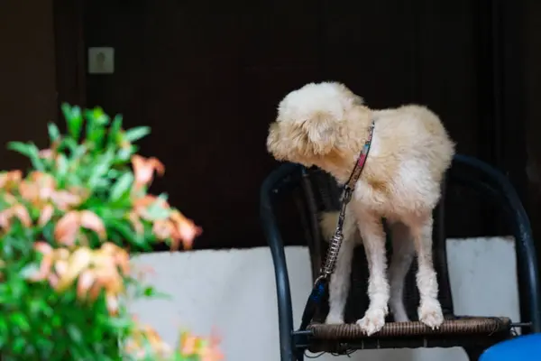 Şirin pofuduk evcil köpek rahat arka bahçede rahat bir koltuğun tadını çıkarıyor.