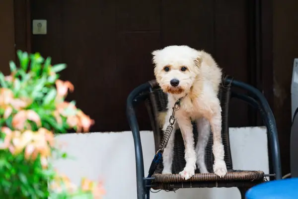 Şirin pofuduk evcil köpek rahat arka bahçede rahat bir koltuğun tadını çıkarıyor.