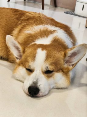Şirin Fluffy Pembroke Galli Corgi Kestiriyor, Sevimli Köpek Evcil Hayvanı