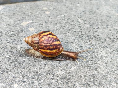 A detailed shot of a garden snail slowly moving across a rough concrete surface, showcasing its intricate shell patterns and natural habitat. clipart