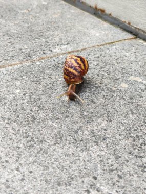 Bir bahçe salyangozunun ayrıntılı bir görüntüsü. Sert beton yüzeyde yavaşça hareket ediyor. Karmaşık kabuk şekillerini ve doğal yaşam ortamını gösteriyor..