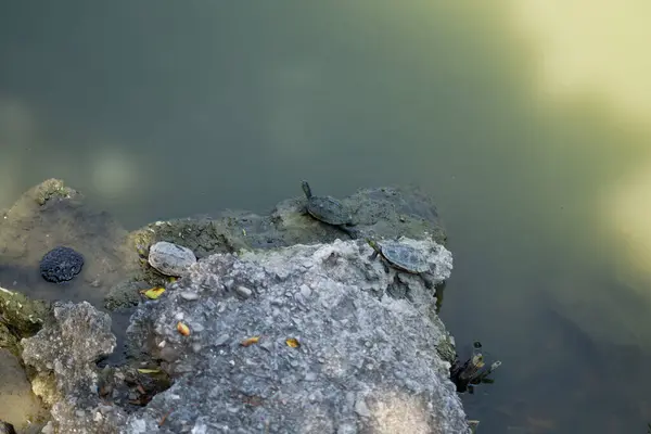 Bir grup kaplumbağa Kaohsiung, Tayvan 'daki Lotus Gölü' nde dinleniyor. Yerel vahşi hayatı vurgulayan sakin bir doğa sahnesi.