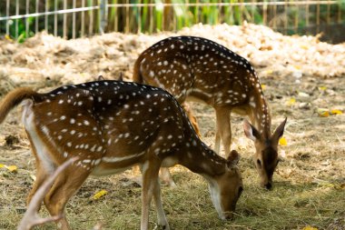 Çitlerle çevrili bir vahşi yaşam parkında kuru çimlerde otlayan geyikler görülmüş. Sıcak gün ışığında yakalanan doğal yaşam alanı.
