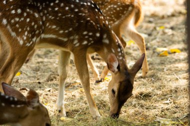 Çitlerle çevrili bir vahşi yaşam parkında kuru çimlerde otlayan geyikler görülmüş. Sıcak gün ışığında yakalanan doğal yaşam alanı.