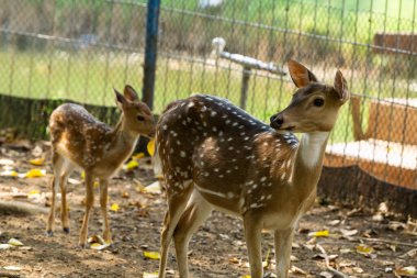 Bir grup vahşi geyik, koruma altındaki bir yaban hayatı sığınağında otlayıp doğanın güzelliğini ve koruma çabalarını sergiliyor..