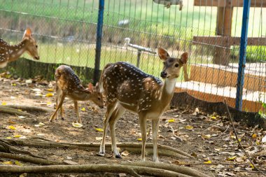 Bir grup benekli geyik, aralarında yavru geyik de var. Etrafı çitlerle çevrili bir doğal yaşam parkında duruyorlar..
