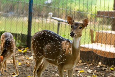 Korunan bir vahşi yaşam parkında doğal bir yaşam alanında vahşi bir geyik. Yumuşak gün ışığıyla huzurlu bir ortamda yakalandılar..