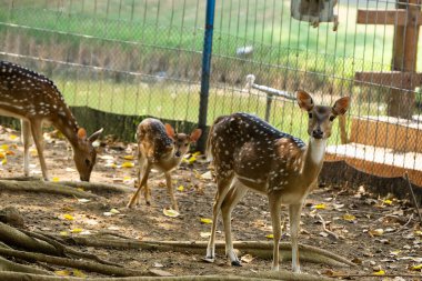 Bir grup vahşi geyik, koruma altındaki bir yaban hayatı sığınağında otlayıp doğanın güzelliğini ve koruma çabalarını sergiliyor..